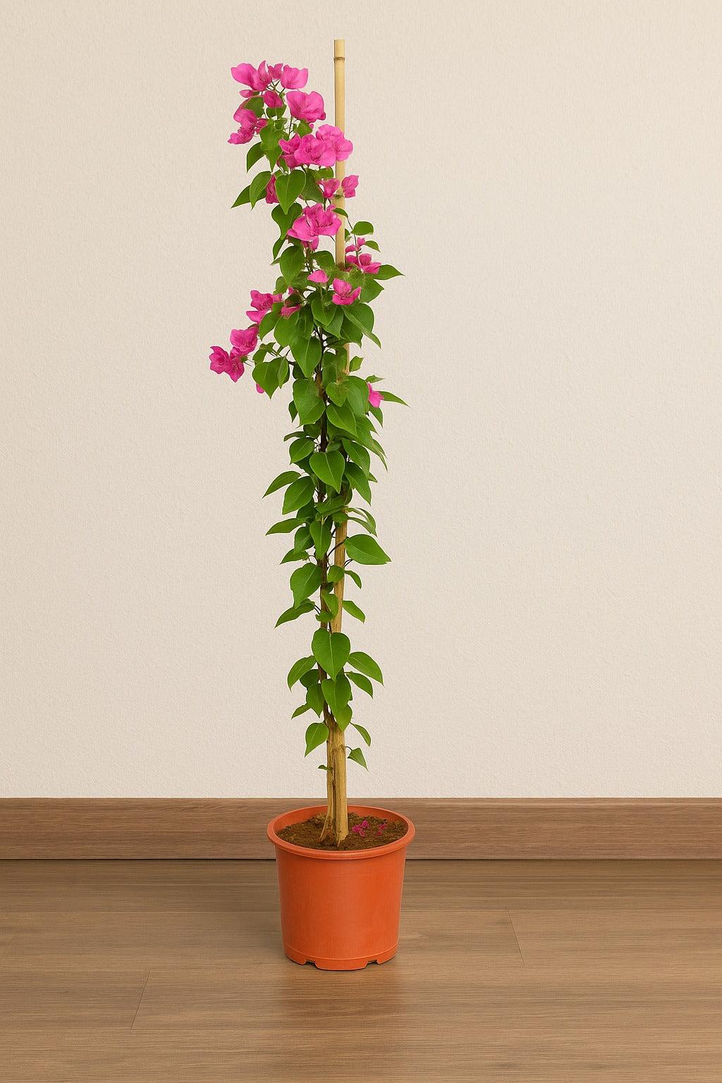 الجهنمية (مووف) ارتفاع 150 سم